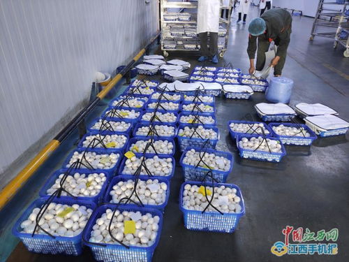 江西中田投資12億工廠化生產(chǎn)有機蘑菇，開啟現(xiàn)代農(nóng)業(yè)新篇章